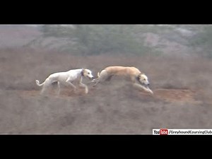 Shikar 2020 | greyhound vs rabbit race | wildlife | dogs | hunting