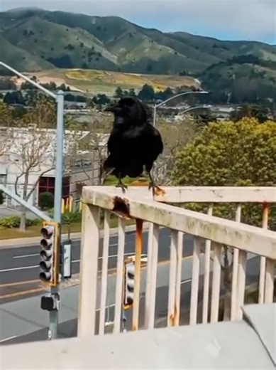 Discovering New Friends: A Crow's Adventure