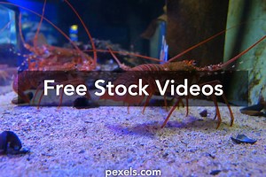 Fisheries Videos, Download The BEST Free 4k Stock Video Footage & Fisheries HD Video Clips