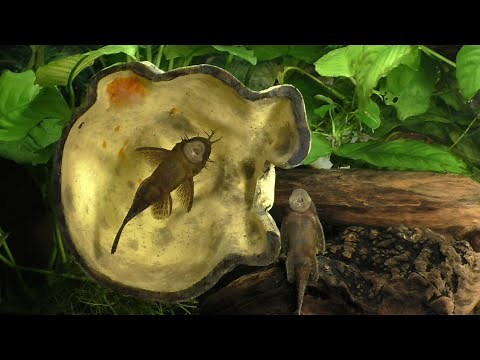 Breeding The Bristlenose Pleco (A New Approach) part 1 of 3