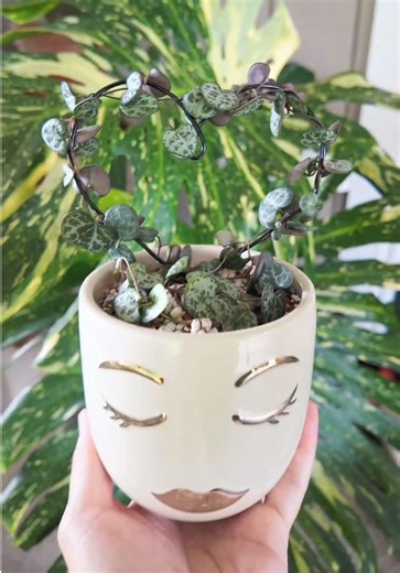 Cuidado de Plantas: Propagación de String of Hearts 🌱💚