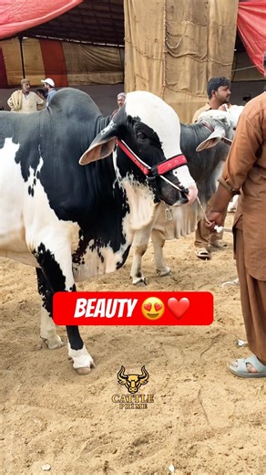 Karachi Cow Mandi | Malir Mandi #short #shorts #ytshorts #shortvideo #shortsfeed #cow