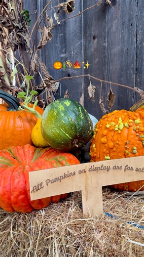 ✨🎃 Pumpkin season has begun! The TJ Farms Estates Annual Pumpkin Patch opened this past weekend, and it’s already in full swing — a must-do fall tradition just 10 minutes from Downtown Chico Head over this week to explore their U-Pick patch and hunt for unique heirloom varieties (we’re still swooning over those pale orange Cinderella pumpkins 👸). ⭐ What You Can Expect • Rows of pumpkins ready for you to harvest (U-Pick!) • Meet the friendly animals of The Barnyard • Beautifully decorated groun