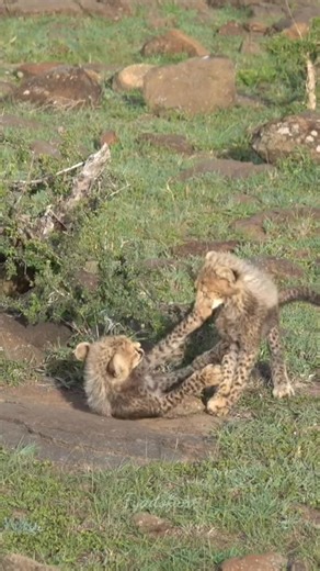 Cheetah Cubs Fight… Cutest Battle Ever! 😍🐆🔥 Small paws… Big fight! 😍🐆 Cutest jungle wrestlers in training 😜🔥 One day they’ll rule the savannah — but for now, playtime is life! 🐾💪 #CheetahCubs #CutestFight #WildlifeMagic #CuteAnimals #FutureHunters #BigCats #SafariAdventure #NatureLovers #animals #wildlife #safari #shorts #fblifestyle | Fyado fun