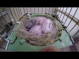 reproduction canaris(nouvel acquisition)