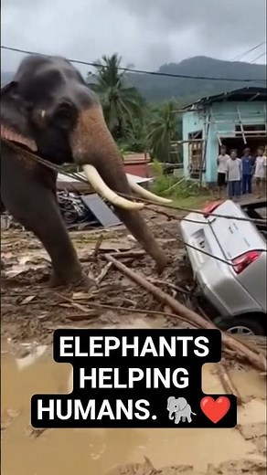 ELEPHANTS HELPING HUMANS. 🐘❤️