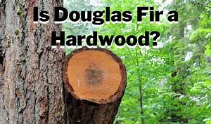 Is Douglas Fir a Hardwood Or Softwood? (2026 Guide!)