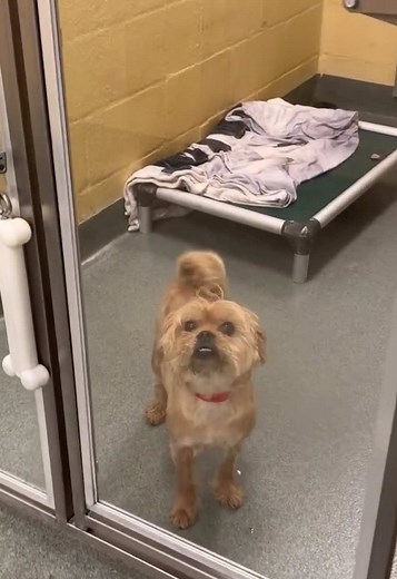 Adorable Pets Waiting for Adoption in Fort Lauderdale