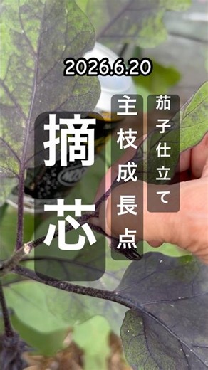 [Eggplant] Topping the growing points of the 3 main stems! #EggplantCultivation