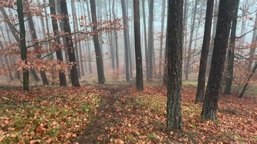 Best Sound for Suzuki Enthusiasts