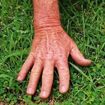 Clover in lawn - why is it there and how to control it