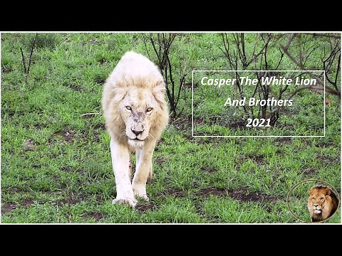 Casper The White Lion And His Brothers - Watch It all!