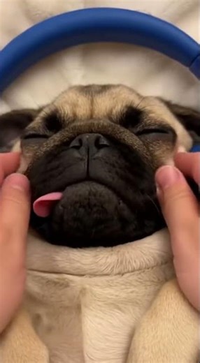 ASMR Pug Relaxing Massage – ASMR for the Soul