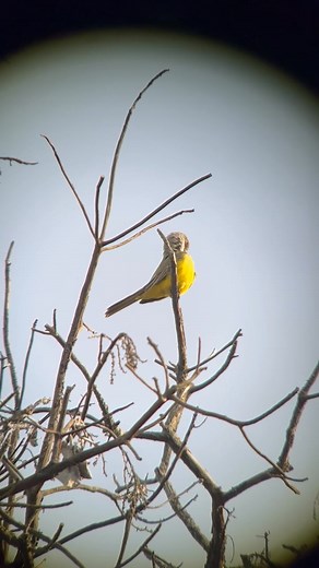 11 reactions · 3 comments | This Tropical Kingbird strayed far from its normal range; while common in Central and South America, they only rarely make it as far north as southern Texas or New Mexico. Our board member Patricia Duarte filmed this rare bird near the Clinton ferry dock! | Whidbey Audubon Society | Facebook
