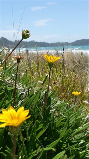 This is the Best Day Trip from Auckland - Waiheke Island
