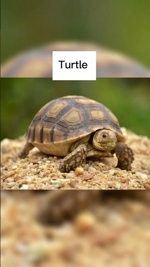 How animals give birth 😳