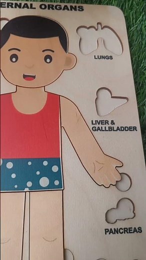 Introduce Human Anatomy & Internal Organs to Kids at 3+ Years