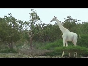 Rare white giraffes caught on camera in Kenya