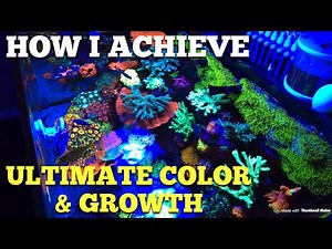 How I Achieve Best Coral Coloration