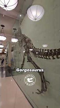 Gorgosaurus in the Raw