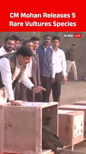 Mohan Yadav released five rare vulture species into Halali Dam in Raisen district. The initiative was part of wildlife conservation efforts in Madhya Pradesh, where the rare vultures were set free as a step towards protecting endangered species. #MadhyaPradesh #CMMohanYadav #VultureConservation #WildlifeProtection #Biodiversity #ABPLIVE | ABP Live