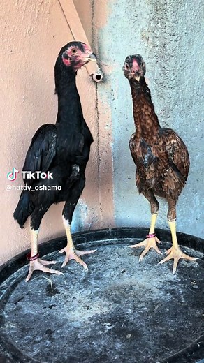 Discover the Shamo Chicken Breed: Unique Qualities