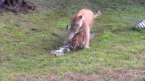 We are open today! Come see how adorable the cubs are and how much they've grown! Pre-purchase tickets here: https://www.eventbrite.com/e/lion-country-safari-drive-through-only-tickets-103747621930 | Lion Country Safari