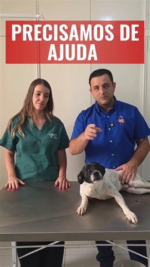 Papo News | 🐾 APEL0 URGENTE – NÃO PODEMOS PARAR 🙏💔 Esse cãozinho foi deixado no meio do canavial para morrer. Com muita luta e ajuda de pessoas de bom... | Instagram