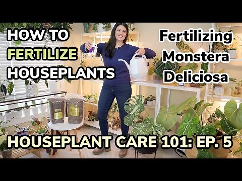 Houseplant Care 101: How To Fertilize Houseplants - Monstera Deliciosa Care & Fertilizing - Ep. 5