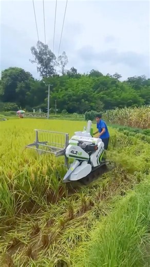 This Tiny Rice Harvester Does the Work of 10 Farmers #agriculture #farming