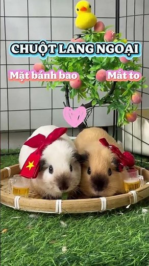 Phân biệt bọ ú Việt và ngoại cùng Noka nhé #guineapig #pets