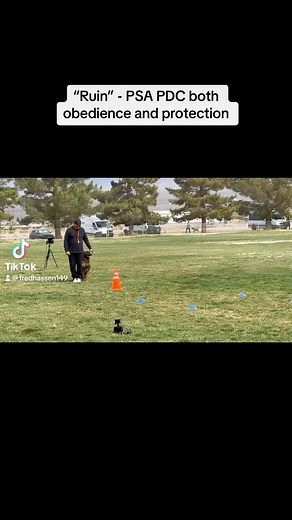138 reactions · 26 comments | “Ruin” passed his PSA PDC today. Both, obedience and protection are on this video. #psa #PSAdog #dogtraining | Fred Hassen | Facebook