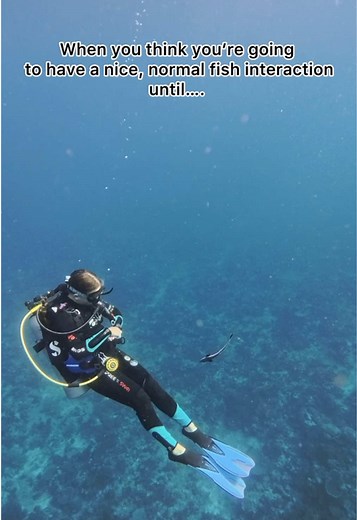 Scuba diving with remoras is always a good laugh 😂 A remora is a shark sucker and when they don’t have a fish to attach to, and a diver is around, they sometimes try to attach to you! It doesn’t hurt or anything but it is pretty funny to see different people reactions. @brynn wasn’t a fan 😂 but Holly found it hilarious! #remora #sharksucker #scubadive #scared