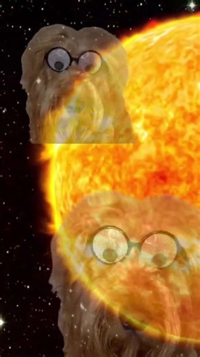 When I try teaching my dog new tricks #readingrainbow #goldendoodle #dogtraining