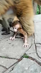 6.9K views · 57 reactions | Amazing!  Good mom training for her baby monkey walking  #babymonkey #monkeys #monkeysofinstagram #animal #animals #monkeylove #wildlife #primate #monkeybaby #monkeyseemonkeydo #nature #animalphotography #photography #wildlifephotography #cute #primates #love #cutemonkey #naturephotography #animallovers #monkeyingaround #monkeybusiness #monkeyface #monkeyking #photooftheday #zoo #travel #monkeyyear #funnymonkey | Gorilla Family | Facebook