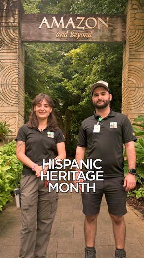 Hispanic Heritage Month, but make it Zoo Miami style! 🐊✨ Embark on a wild journey through the Americas at Amazon and Beyond—from the lush jungles of Mexico to the rainforests of Argentina! 🦜🐆 Discover reptiles, spiders, birds, and big cats that call these incredible countries home. 🌎💚 | Zoo Miami