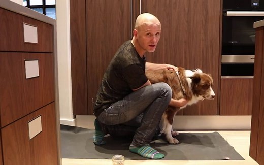 The Perfect Dog Harness