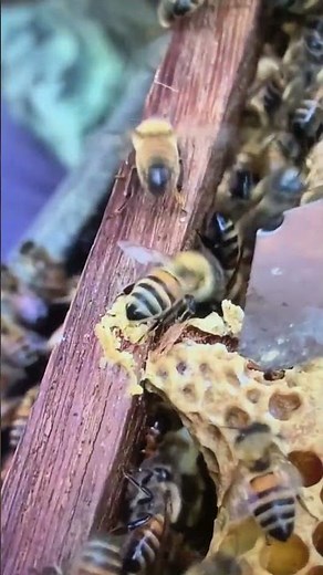 A New Queen Bee Has Been Born. #gianthornets #hornetnestremoval