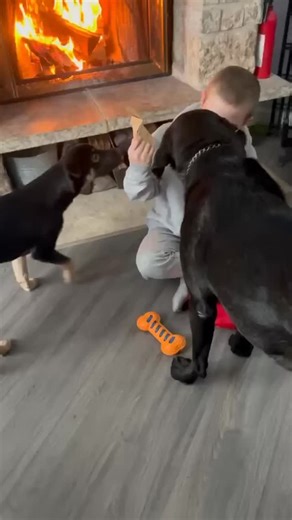 Adoptable Sprout got the full Christmas treatment from her foster family, complete with personalized stocking. We love that her first Christmas was so special 🩷 For reasons we can’t understand, Sprout has had no adoption interest! She’s hoping 2026 will be the start of her ✨adopted era✨ but that means we need your help to share her sweet face far and wide. She’s a ton of fun, smart as all heck and ready to take on whatever this crazy world throws her way. Ready for a BFF for the new year! Let u