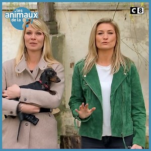 7.5K views · 394 reactions |  LES ANIMAUX DE LA 8 - dimanche à 11h sur C8 漣 Cette semaine, on parle chiens, chevaux et oiseaux avec Sandrine Arcizet et Elodie Ageron qui vous emmènent à la capitale ! Découvrez le sommaire ⤵ | Les animaux de la 8 | Facebook