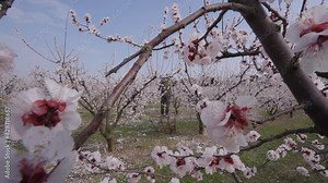 Establishing shot, a farmer pruning fruit trees in full bloom, spring