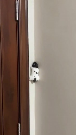 Hamster leo tường như thế nào?