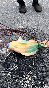 Crazy Looking Fish! | Bryantheceo