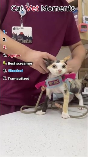 CAT vs. VET: The ultimate showdown! 😾👊