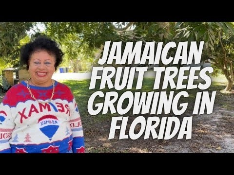 Jamaican Fruit Trees Growing In Florida