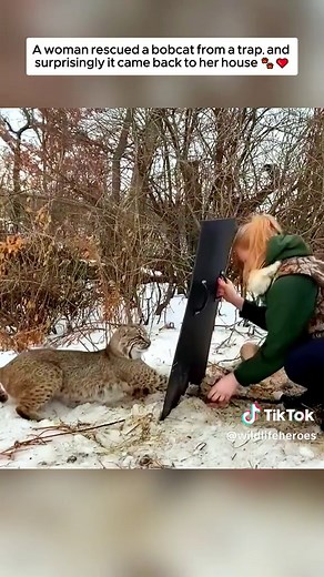 Understanding Bobcat Sounds and Their Meaning