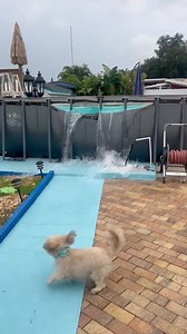 2.3M views · 5.1K reactions | Os motivos de uma piscina de plástico se rasgar podem ser: qualidade do material, nível da água acima do recomendado, ressecamento do revestimento, falta de tratamento correto deixando a água corrosiva e mau uso dos banhista pulando ou escorando na borda fragilizando a estrutura #reels #piscinadeplastico #piscinamontavel #abovegroundpool #mestredaspiscinas #piscinaestrutural | Mestre das Piscinas | Facebook