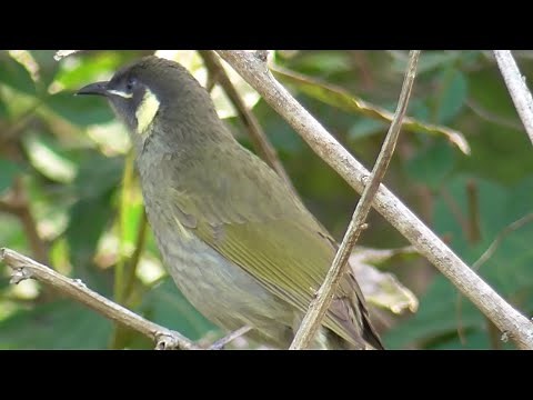The sound of Lewin's Honeyeater