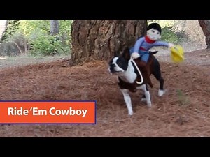 Boston Terrier Wears Cowboy Costume