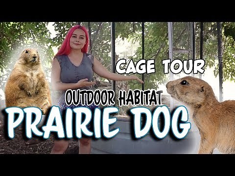 Prairie Dog Outdoor Habitat Tour